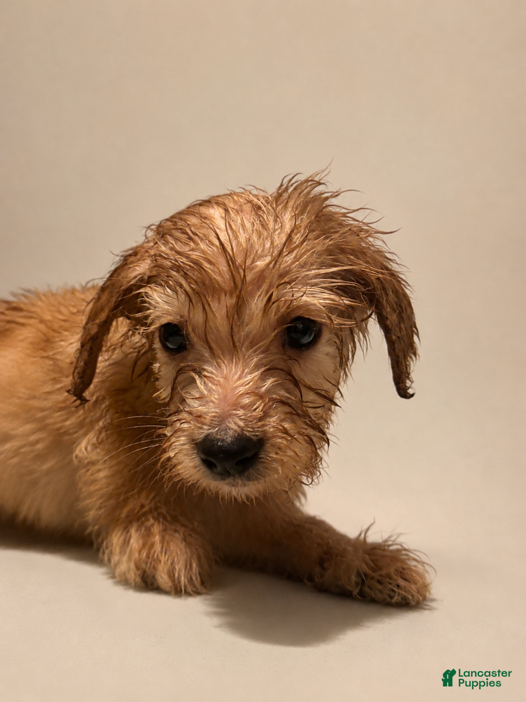 Goldendoodle dogs Goldendoodle 4 - Ad 1