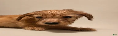 Goldendoodle 4