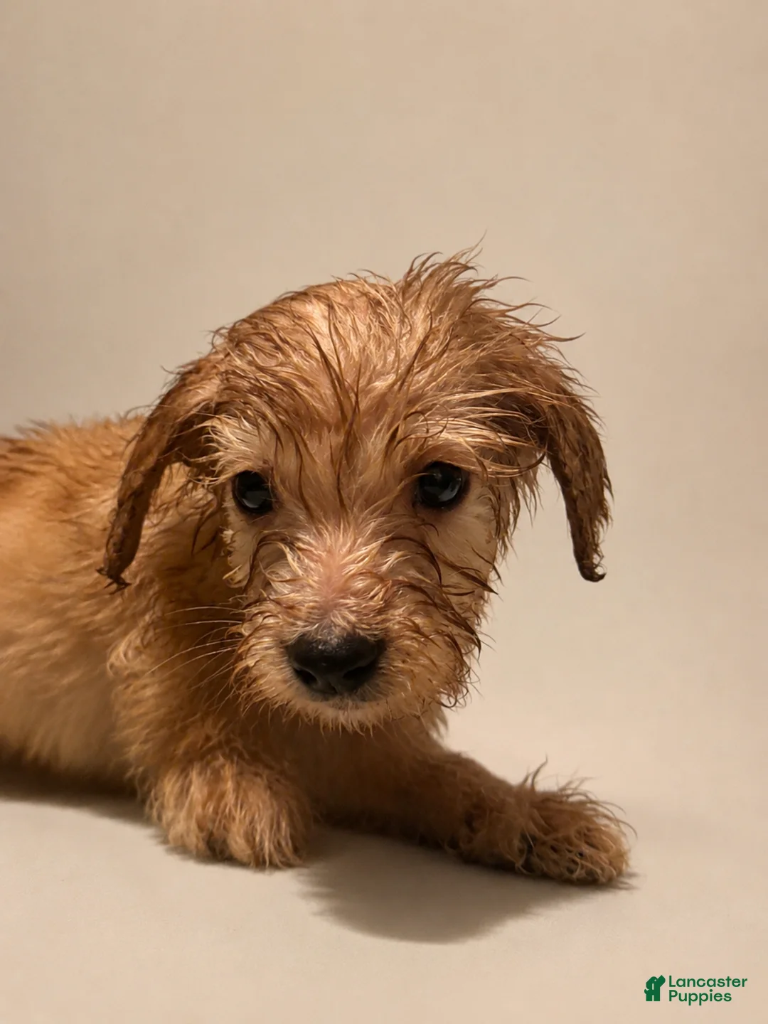 Goldendoodle dogs for sale: Goldendoodle 4 - Ad 1