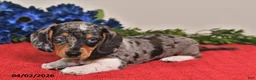 Miniature Dachshund dogs for sale: Owen - Ad 2