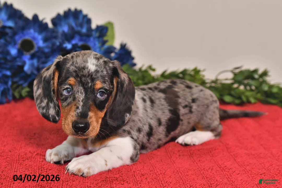 Miniature Dachshund dogs for sale: Owen - Ad 2