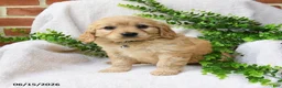 Miniature Golden Retriever dogs for sale: Orla - Ad 1