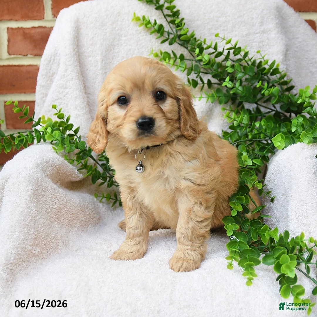Miniature Golden Retriever dogs for sale: Orla - Ad 1