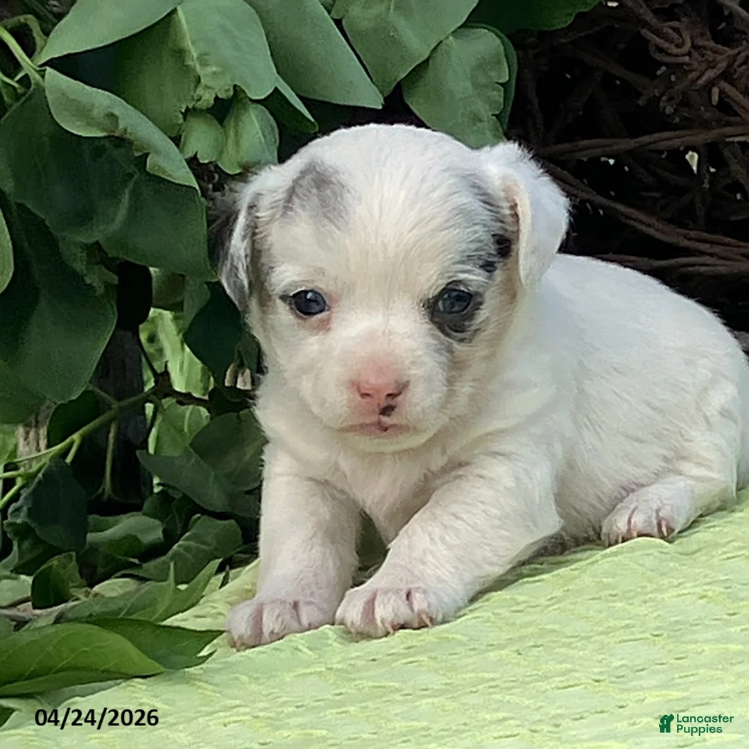 Jack Russell Terrier dogs for sale: Olive  - Ad 1