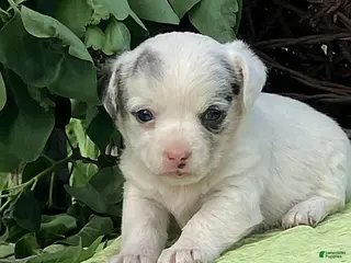 Jack Russell Terrier dogs for sale: Olive - Ad 2