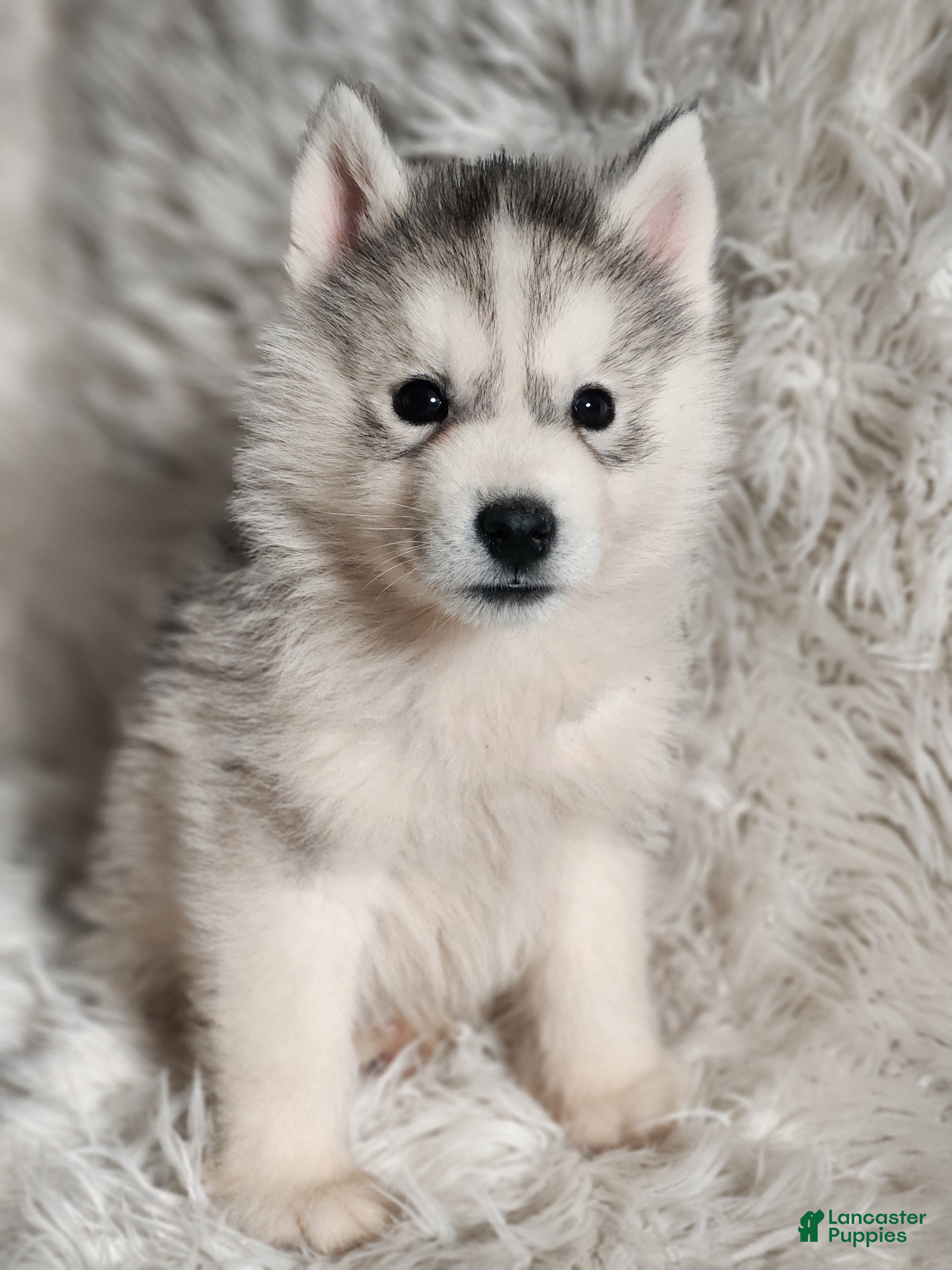 Siberian Husky dogs Thor - Ad 3