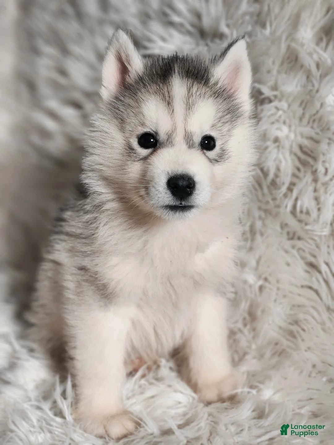 Siberian Husky dogs for sale: Thor - Ad 1