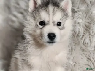 Siberian Husky dogs Thor - Ad 3