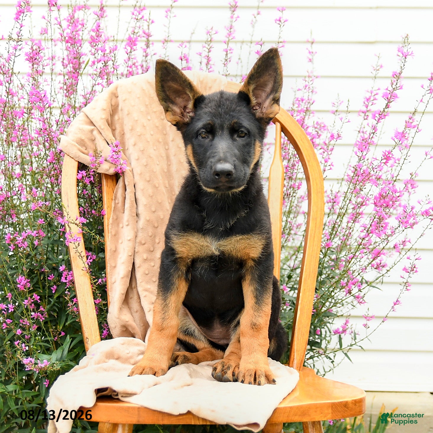 German Shepherd dogs Taffy  - Ad 1