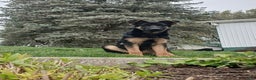 German Shepherd dogs for sale: German Shepherd Puppy 1 - Ad 3
