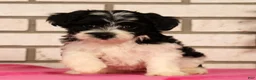 Yorkiepoo dogs for sale: Evelyn - Ad 6
