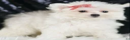 Maltese dogs for sale: Fendi - Ad 4