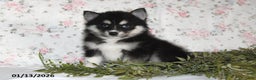 Pomsky dogs for sale: Kate - Ad 4