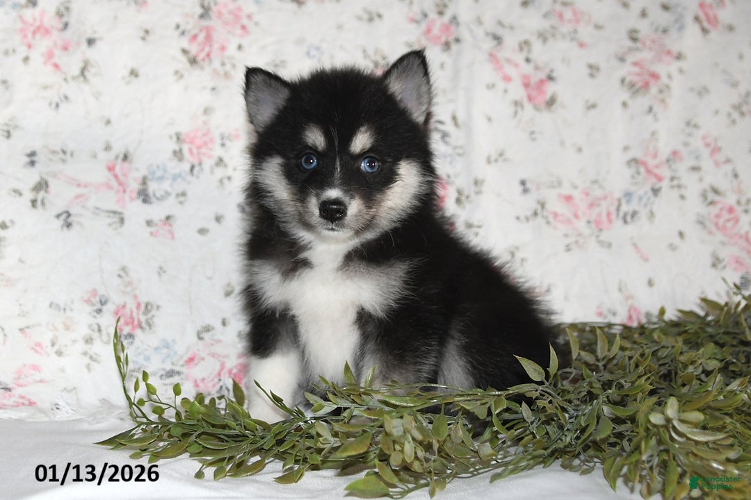 Pomsky dogs for sale: Kate - Ad 4