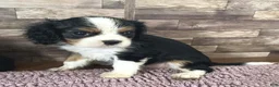 Cavalier King Charles Spaniel dogs for sale: Percy #2 Female - Ad 1