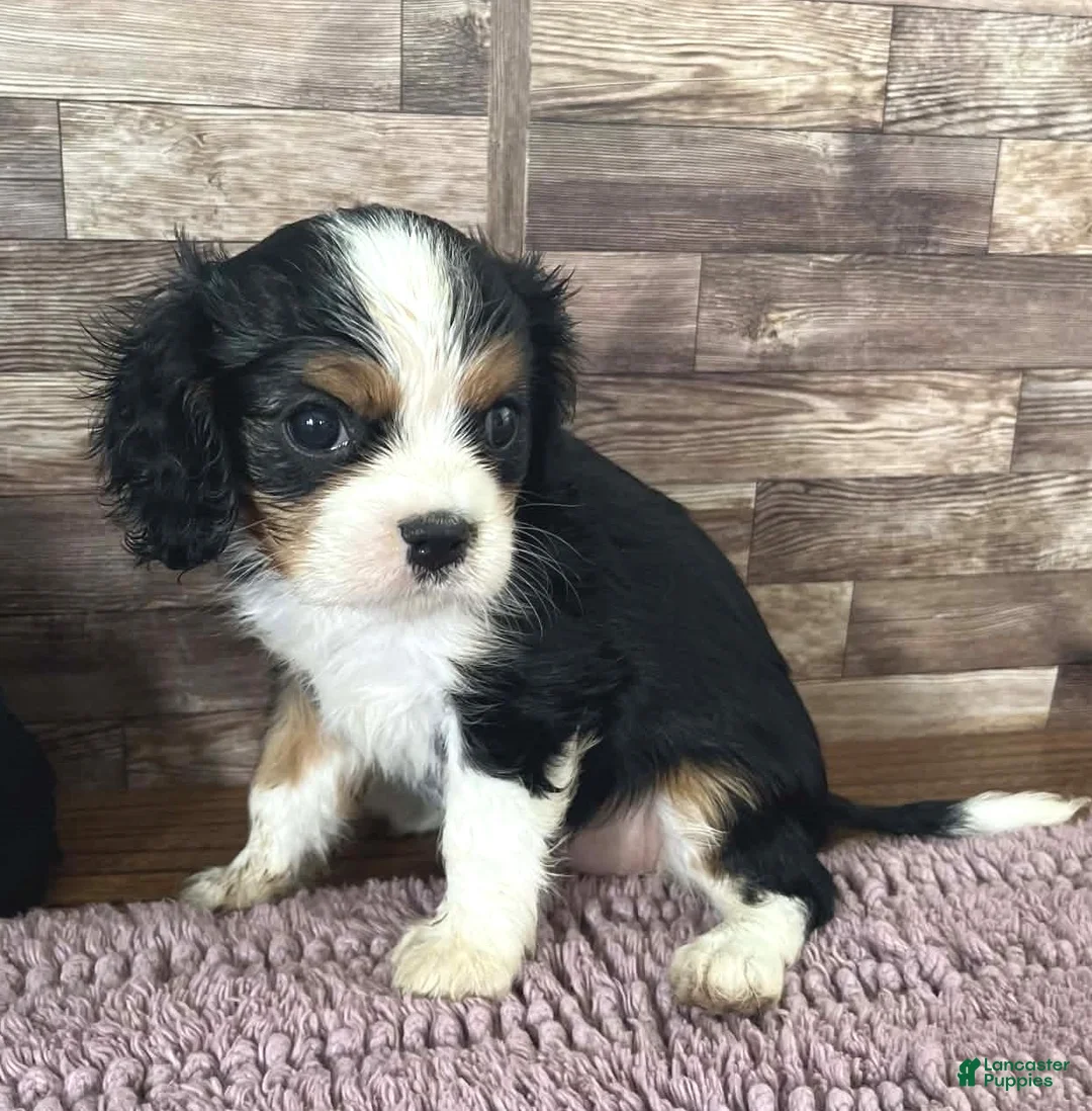 Cavalier King Charles Spaniel dogs for sale: Percy #2 Female - Ad 1