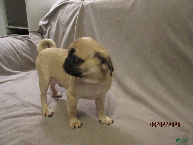 Pug dogs for sale: Pug Puppy 2 - Ad 7