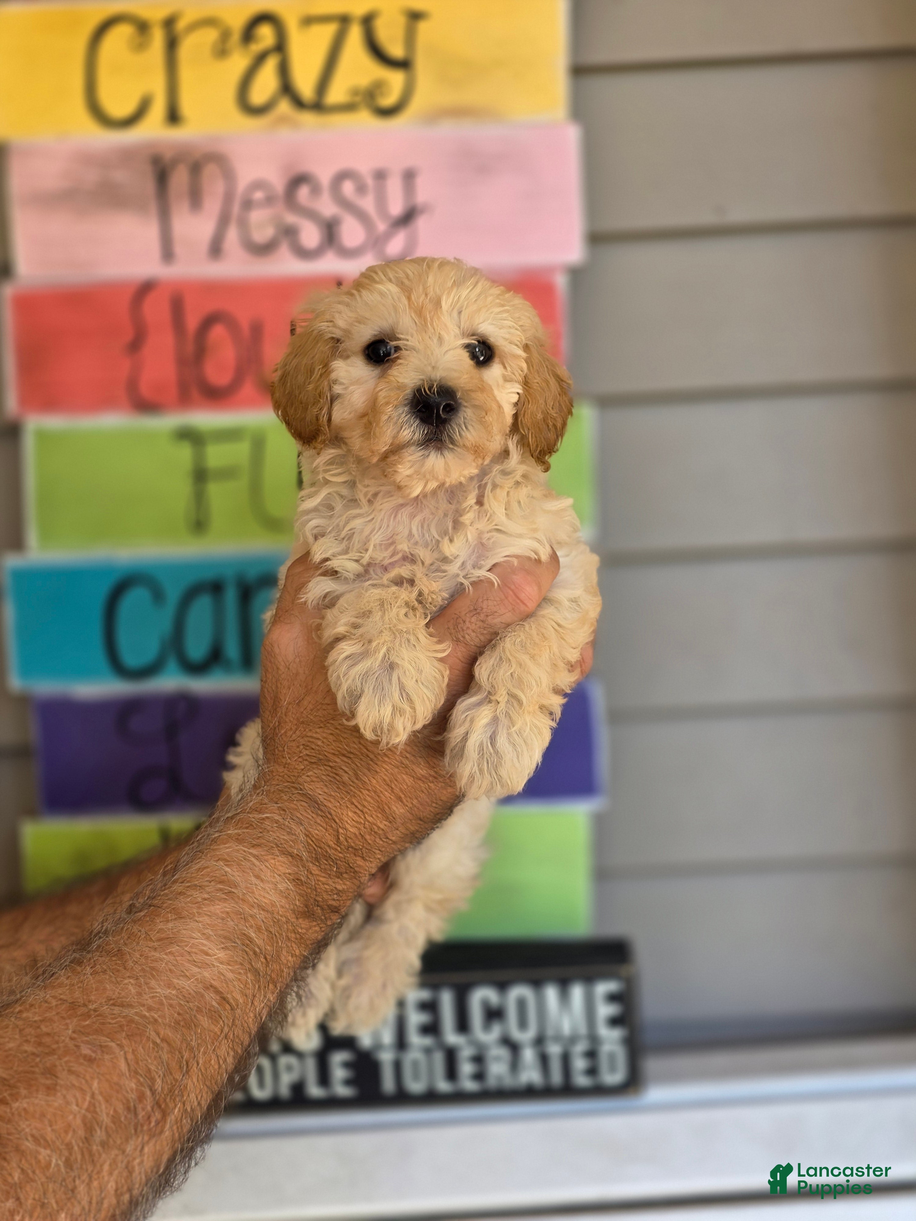 Maltipoo dogs Maggie  - Ad 12