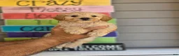 Maltipoo dogs for sale: Maggie  - Ad 1