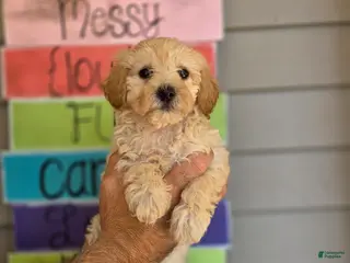 Maltipoo dogs Maggie - Ad 14