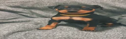 Miniature Pinscher dogs for sale: Queen  - Ad 5