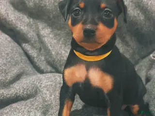 Miniature Pinscher dogs Miniature Pinscher Puppy 1 - Ad 27