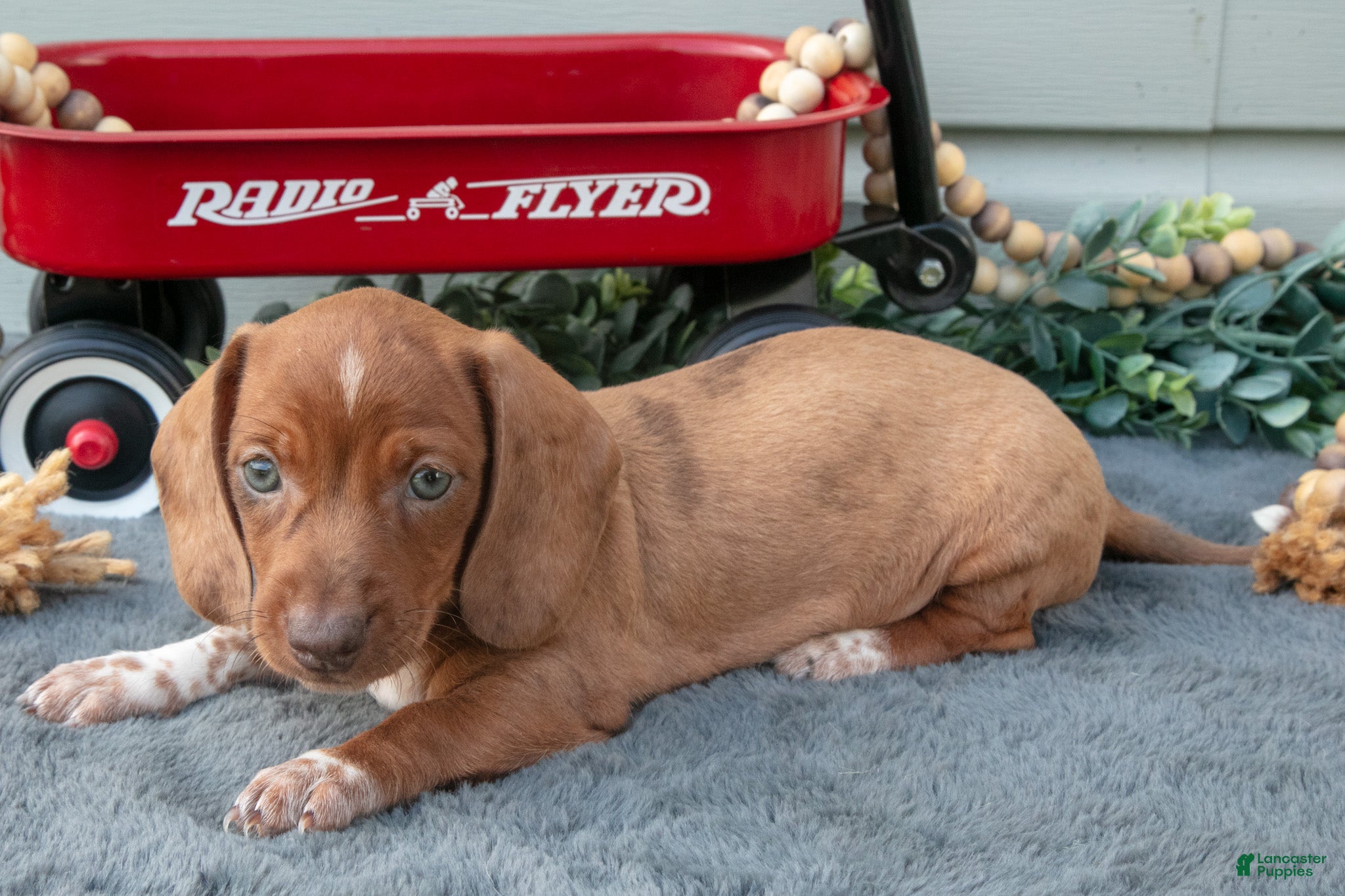 Miniature Dachshund dogs Mason - Ad 1