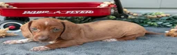 Miniature Dachshund dogs for sale: Mason - Ad 1