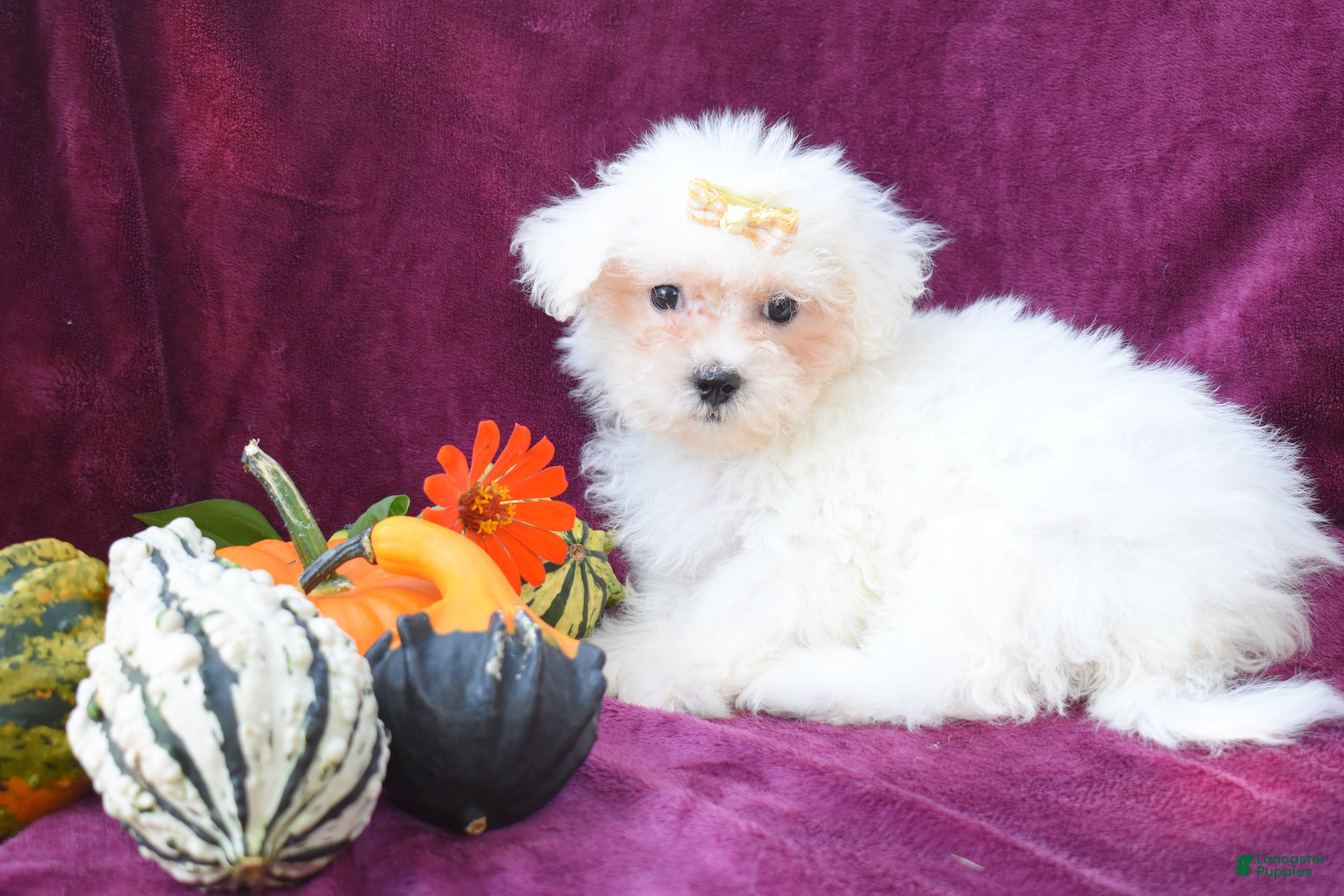 Maltese dogs Max - Ad 2
