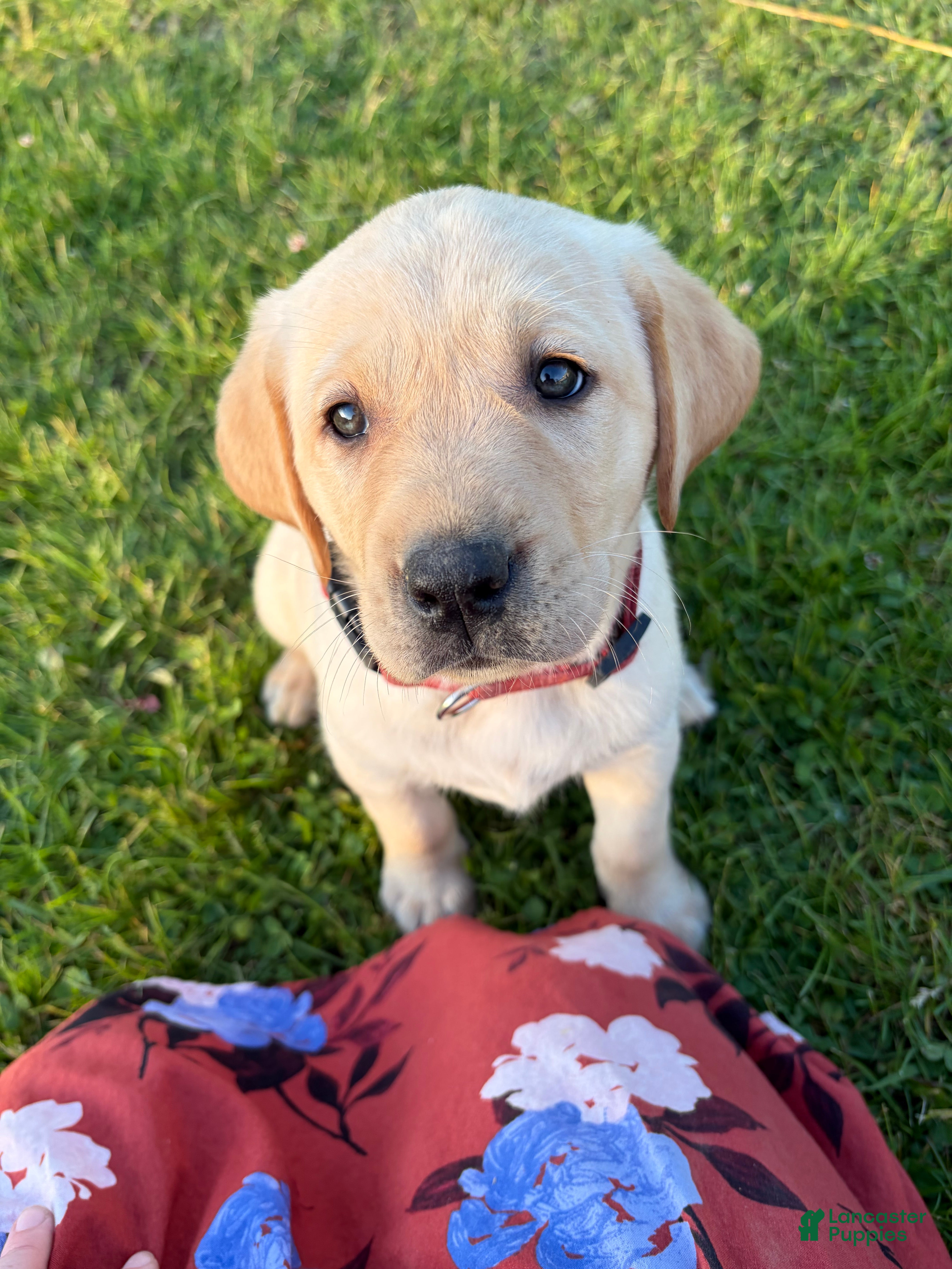 Labrador Retriever dogs Holli - Ad 1