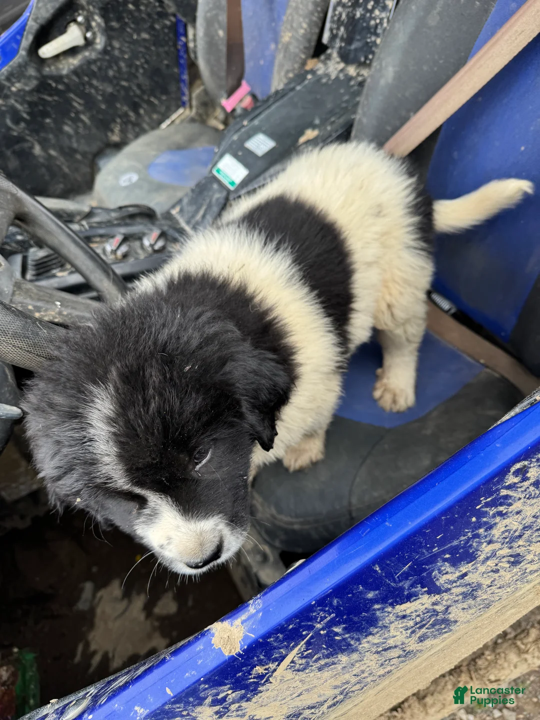 Mixed Breed dogs for sale: Mixed Breed Puppy 1 - Ad 2