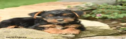 Yorkshire Terrier dogs for sale: Domino - Ad 4
