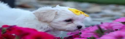 Teddy Bear dogs for sale: Bubbles 💖 - Ad 15