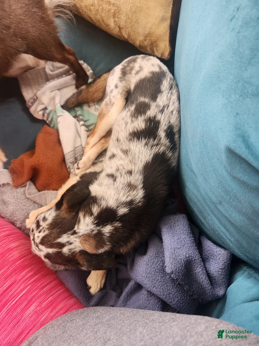 Chihuahua dogs for sale: Couture  - Ad 4