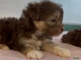 Shorkie dogs Shorkie Puppy 1 - Ad 23