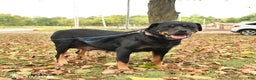 Rottweiler dogs for sale: Bridget - Ad 2