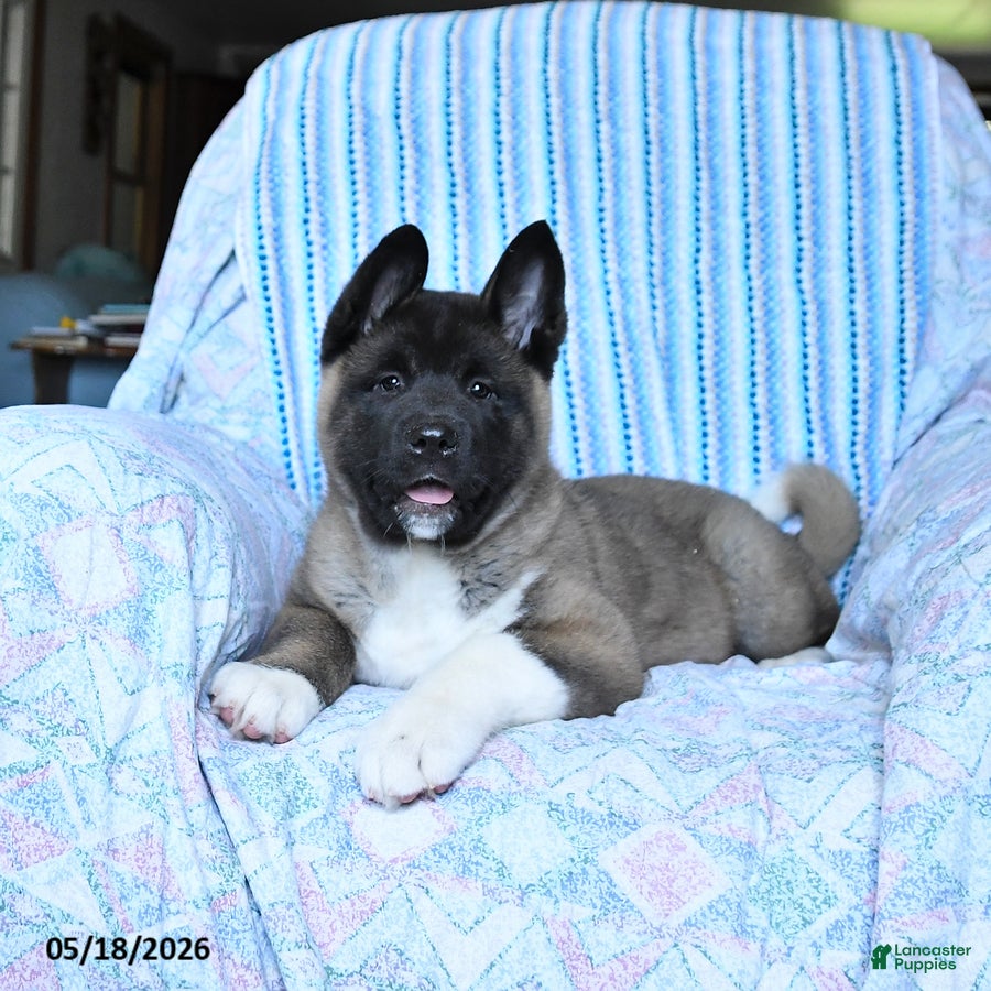 Akita dogs Richard - Ad 1