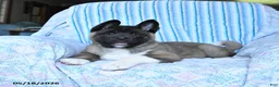 Akita dogs for sale: Richard - Ad 5