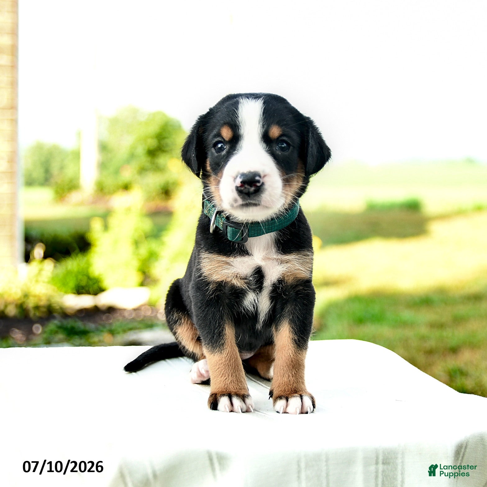 Greater Swiss Mountain Dog dogs Andreas - Ad 1