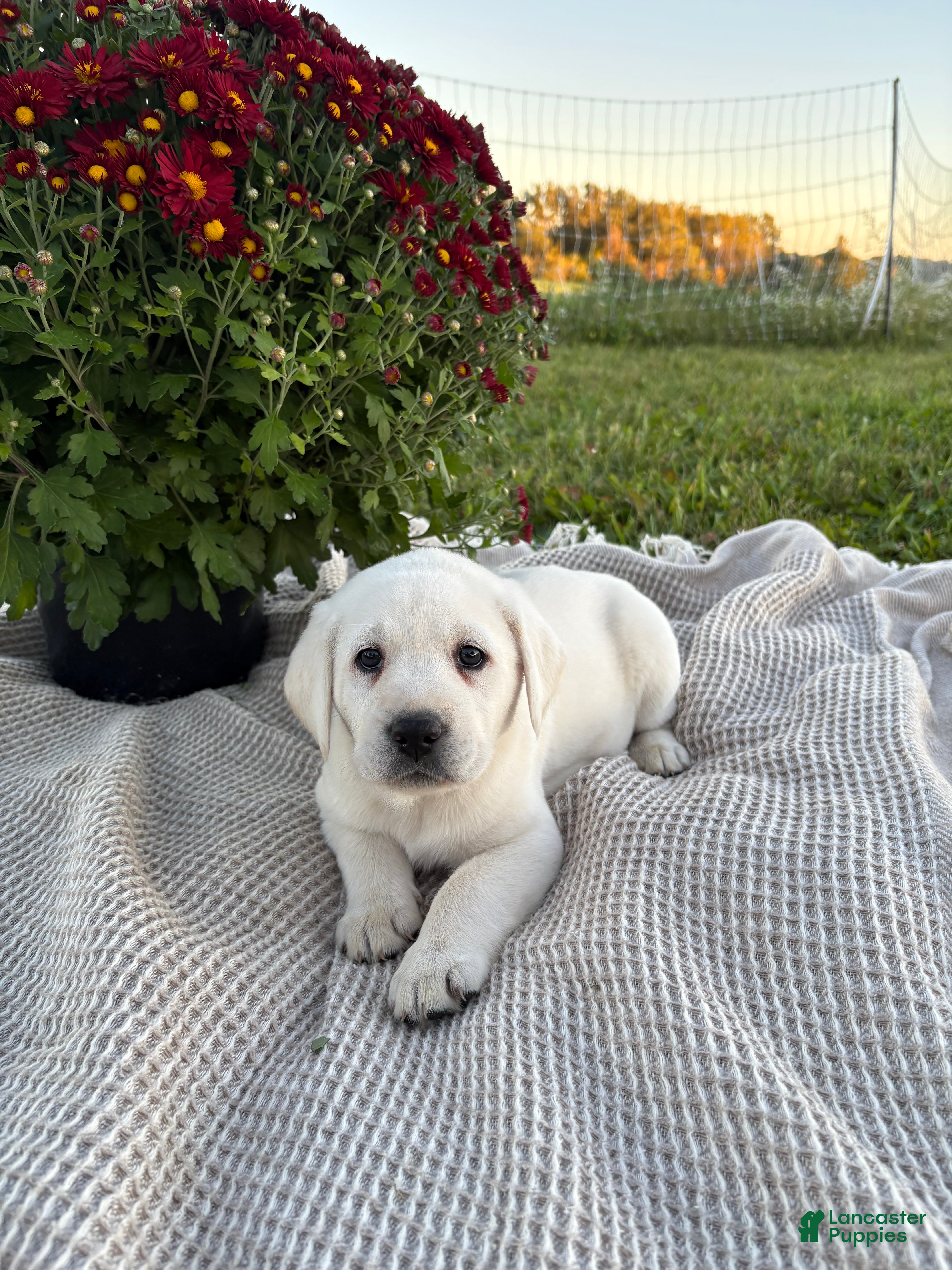 Labrador Retriever dogs for sale: Pansy - Ad 2