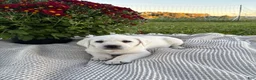 Labrador Retriever dogs for sale: Pansy - Ad 2