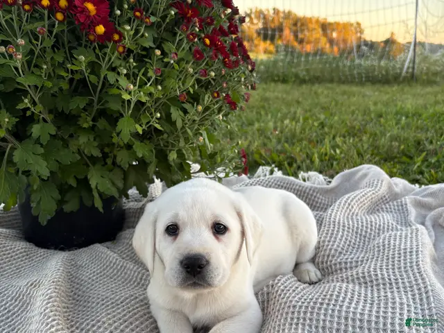 Labrador Retriever dogs for sale: Pansy - Ad 2