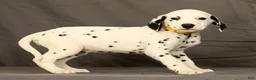 Dalmatian dogs for sale: Chip - Ad 6