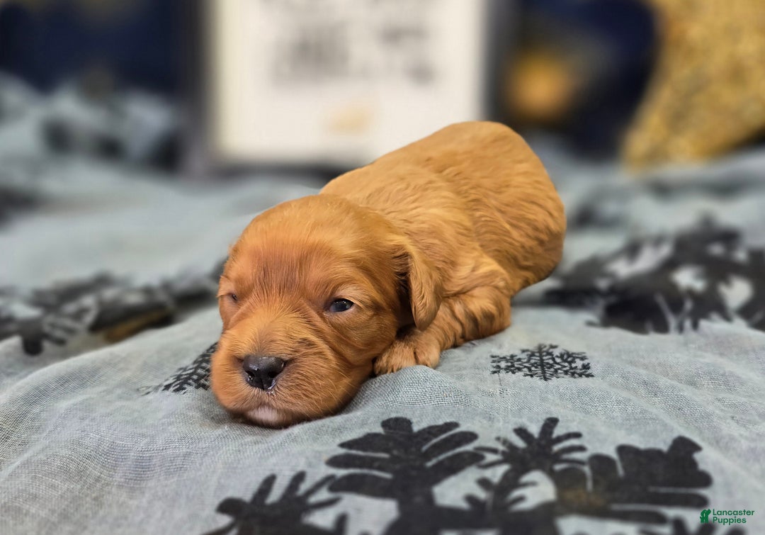 Cavapoo dogs for sale: Scarf - Ad 1