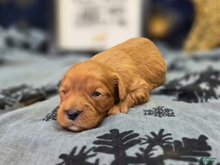 Cavapoo dogs Scarf - Ad 26