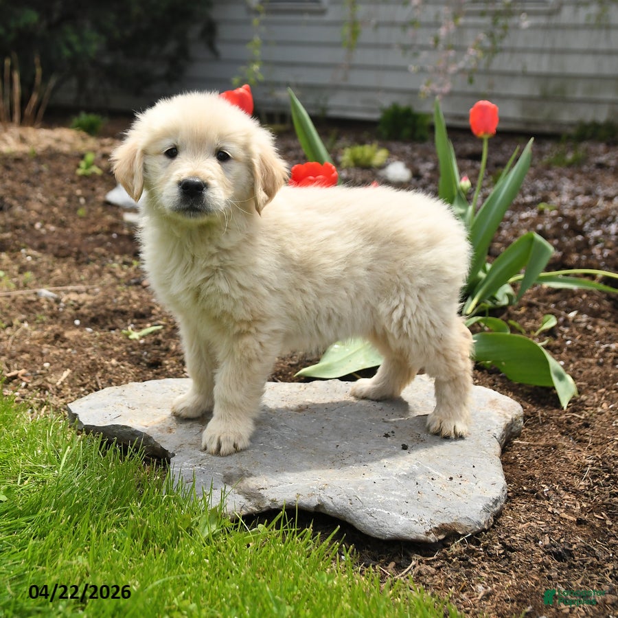 Golden Retriever dogs Sasha - Ad 2