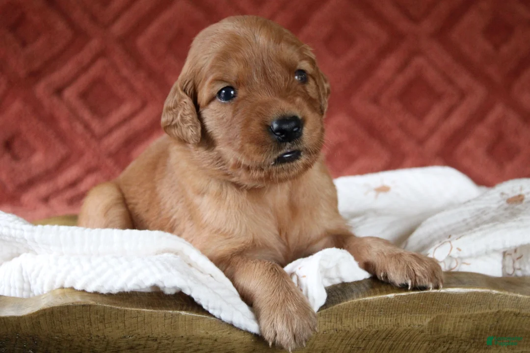 Golden Retriever dogs for sale: Autumn - Ad 2
