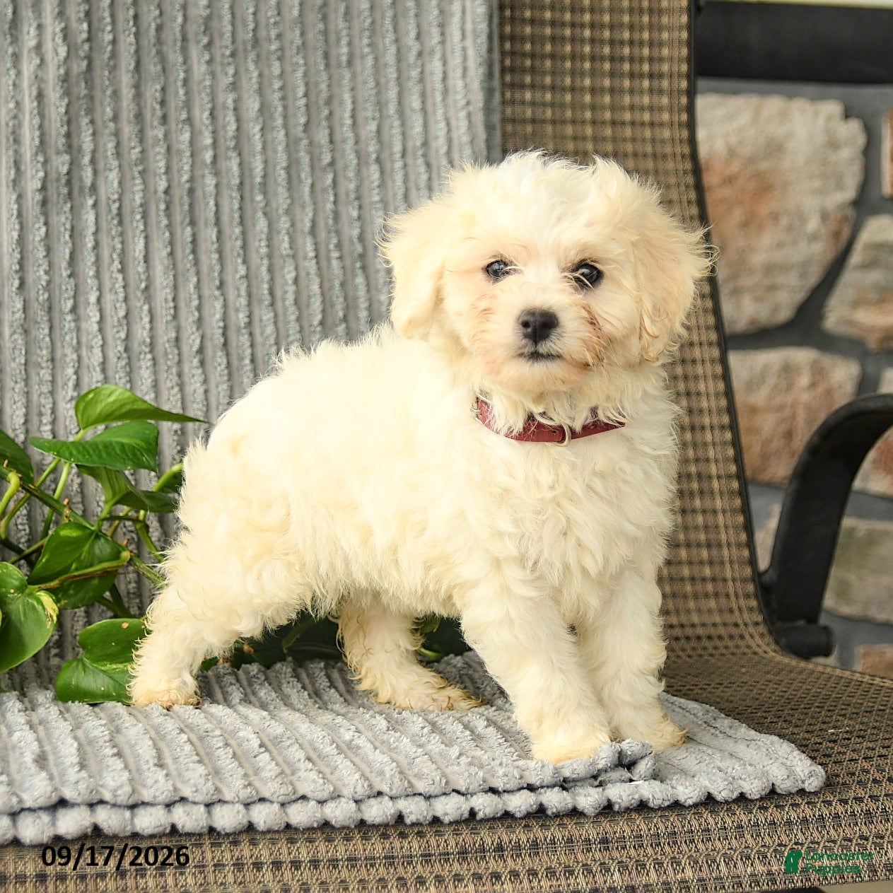 Bichpoo dogs Bristol - Ad 1