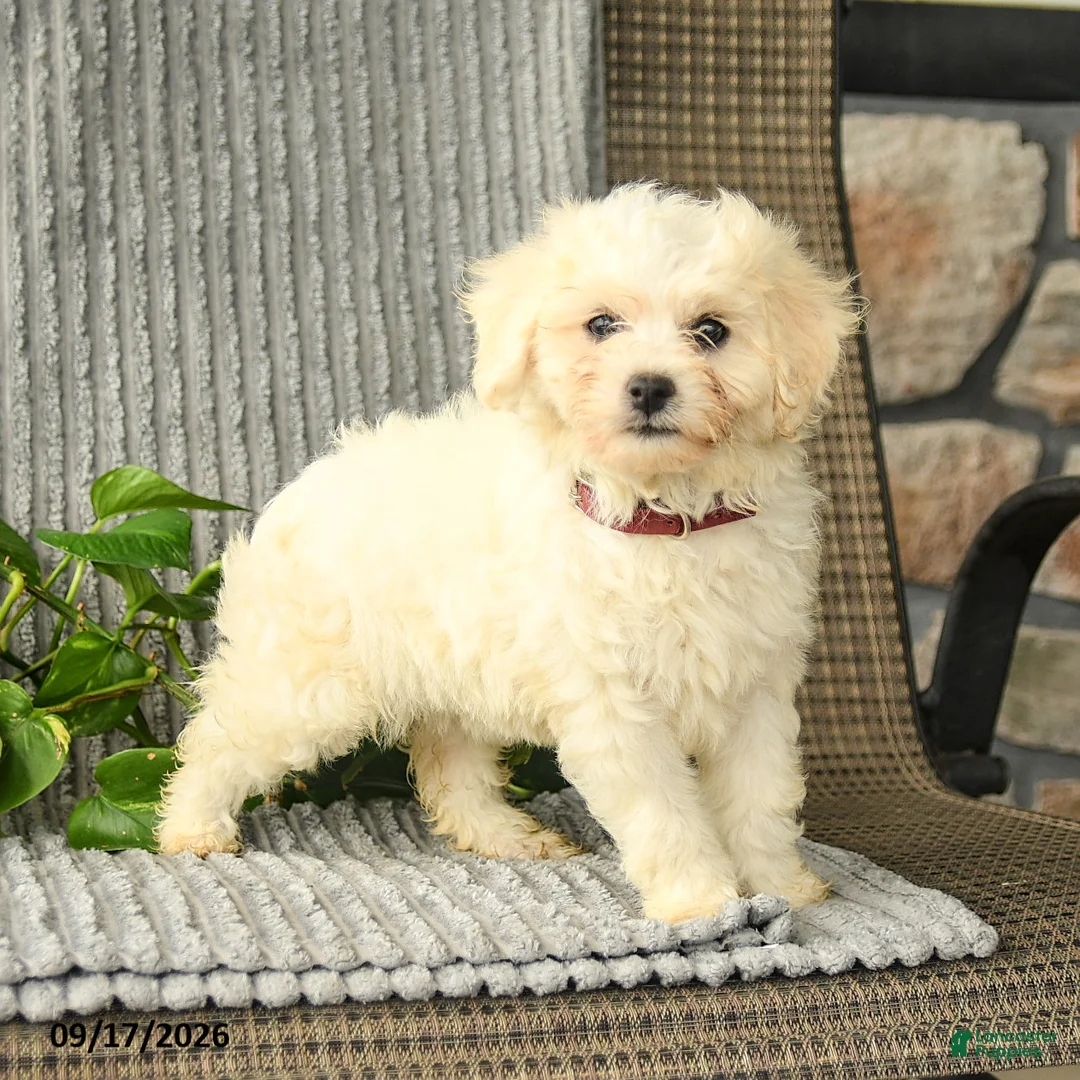 Bichpoo dogs for sale: Bristol - Ad 1