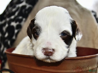 Portuguese Water Dog dogs Dumpling - Ad 32